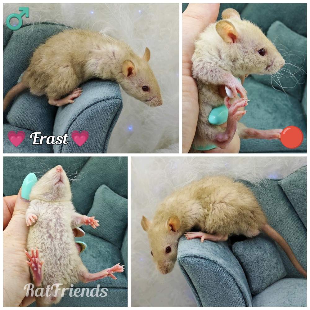 Fancy rat Owned by other Rattus norvegicus 