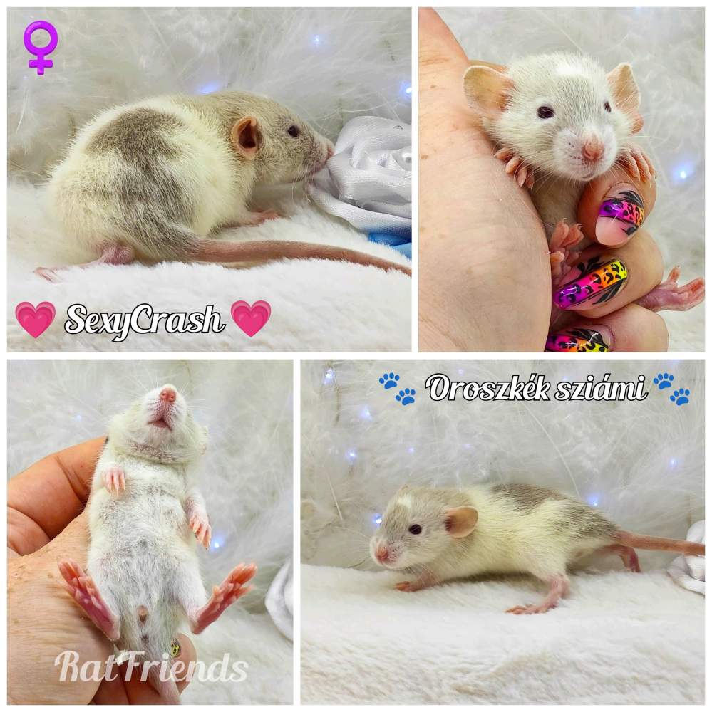 Fancy rat Breeder Rattus norvegicus 