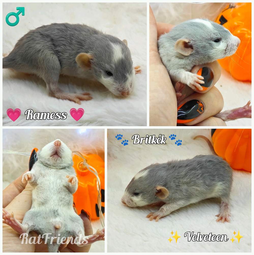 Fancy rat Available for rehoming Rattus norvegicus 