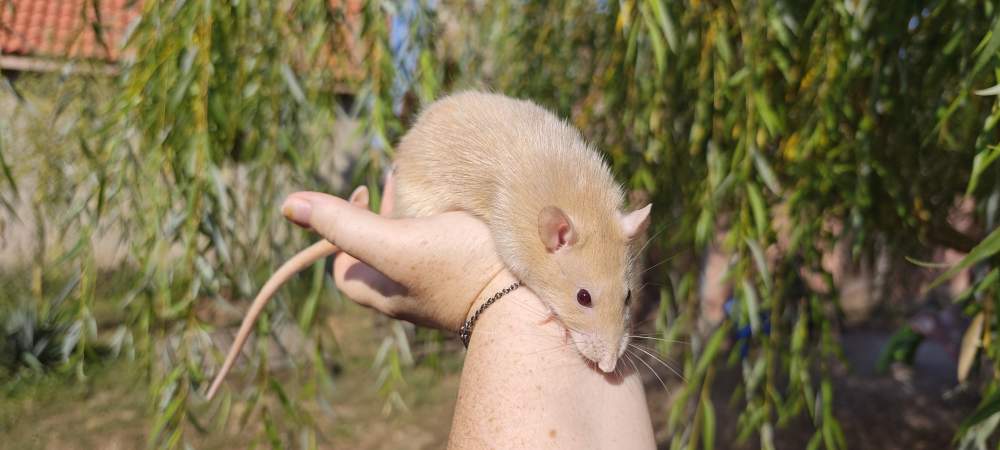 Fancy rat Breeder Rattus norvegicus 