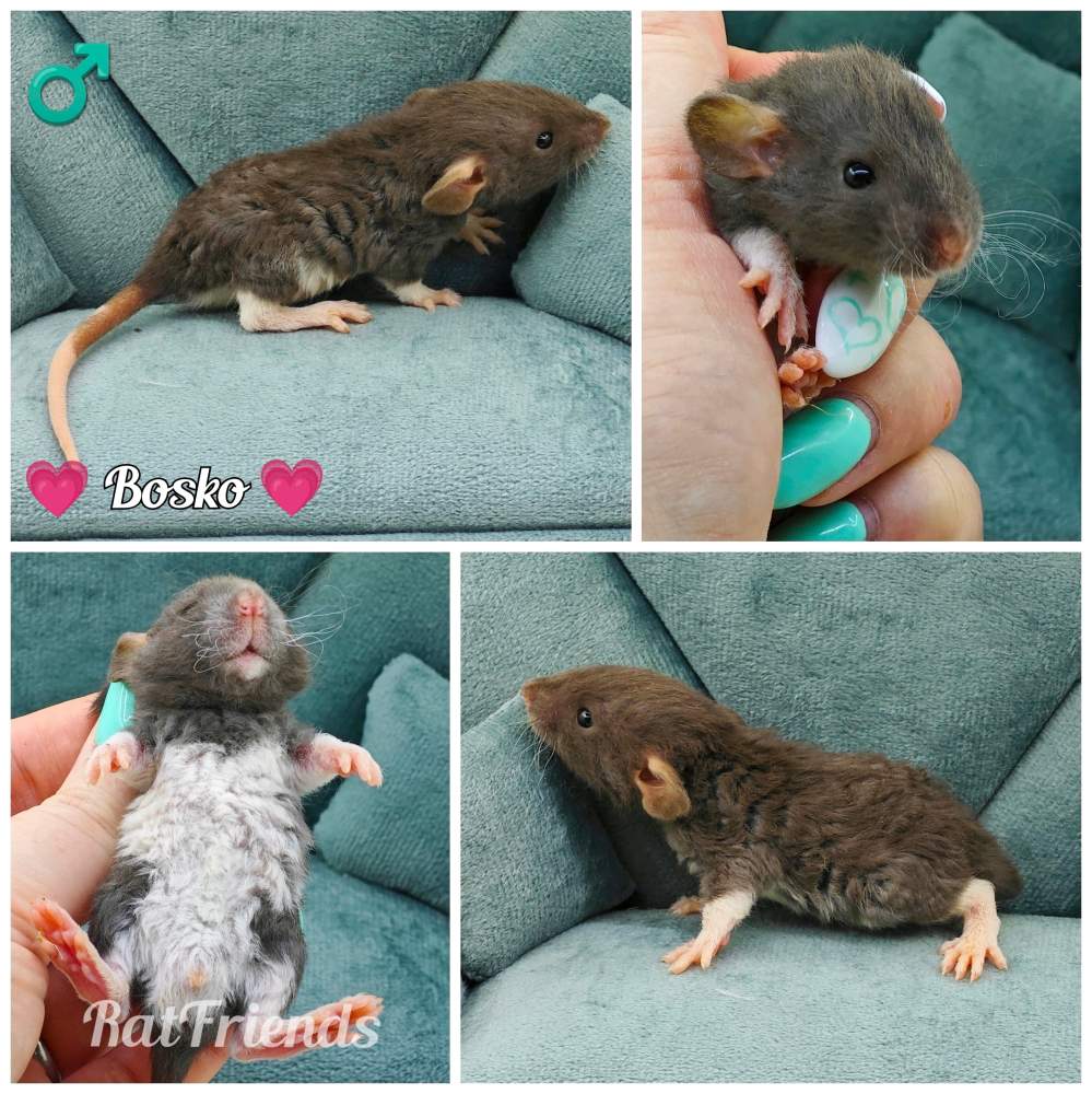 Fancy rat Owned by other Rattus norvegicus 