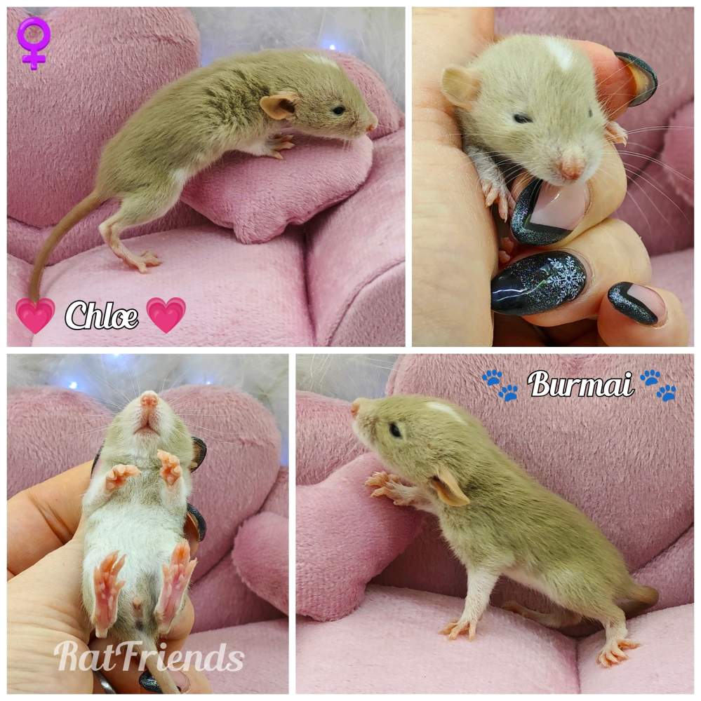 Fancy rat Owned by other Rattus norvegicus 