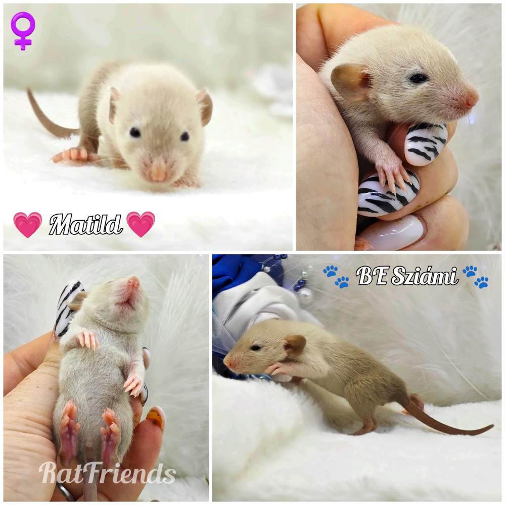 Fancy rat Breeder Rattus norvegicus 