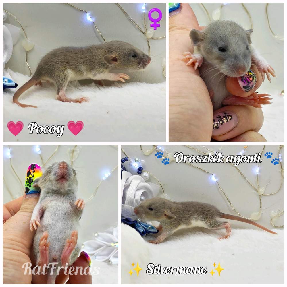 Fancy rat Breeder Rattus norvegicus 