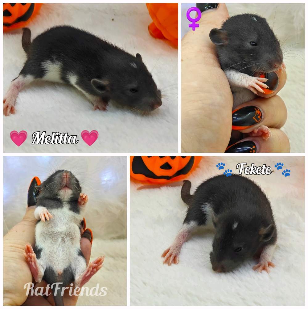 Fancy rat Available for rehoming Rattus norvegicus 