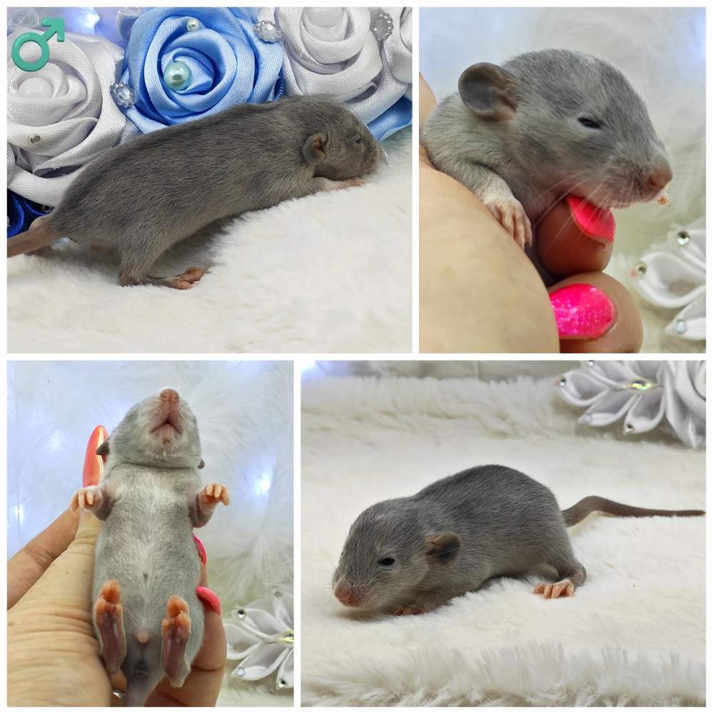 Fancy rat Owned by other Rattus norvegicus 