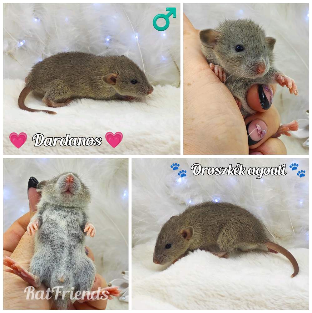 Fancy rat Breeder Rattus norvegicus 