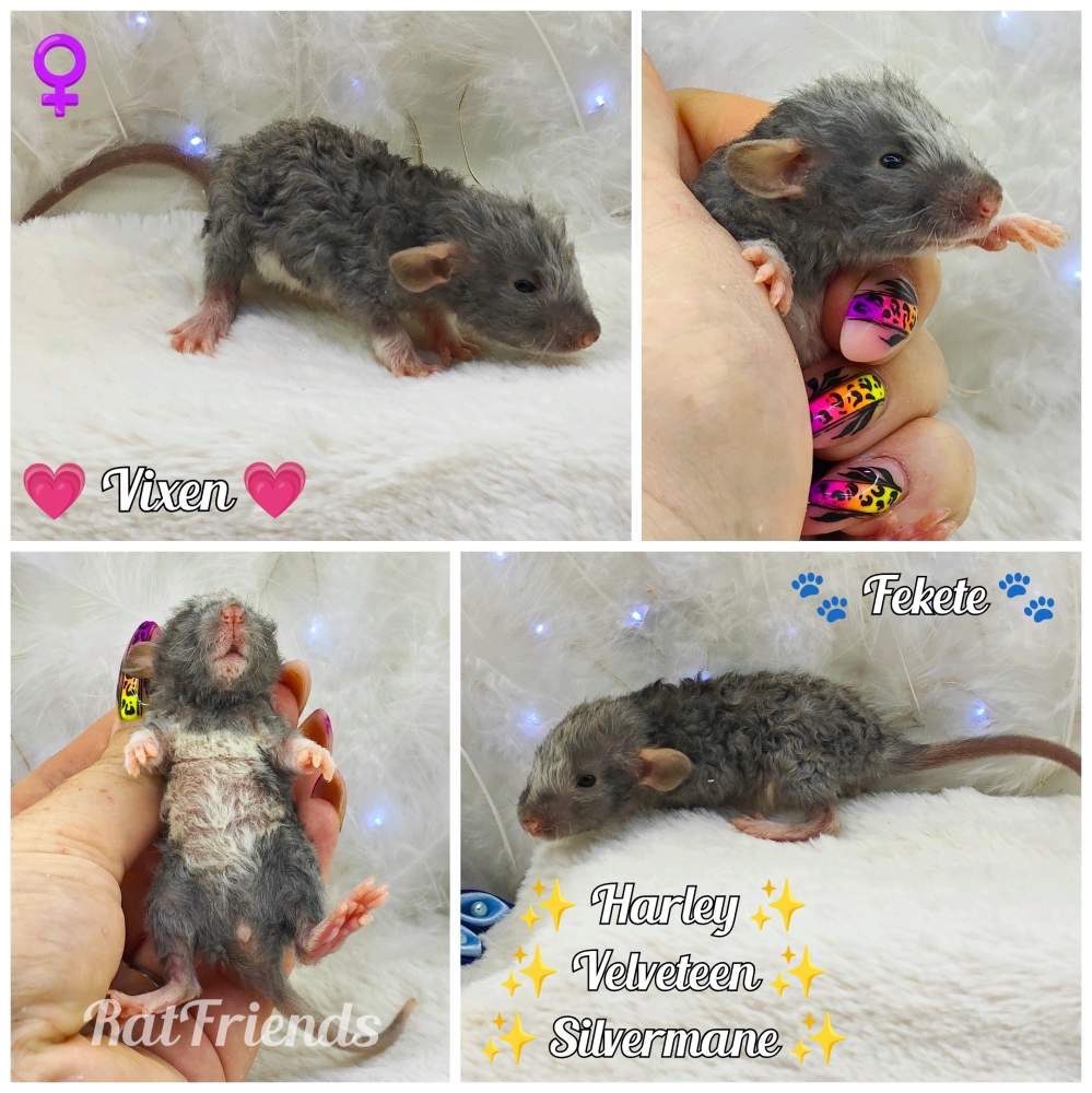 Fancy rat Breeder Rattus norvegicus 