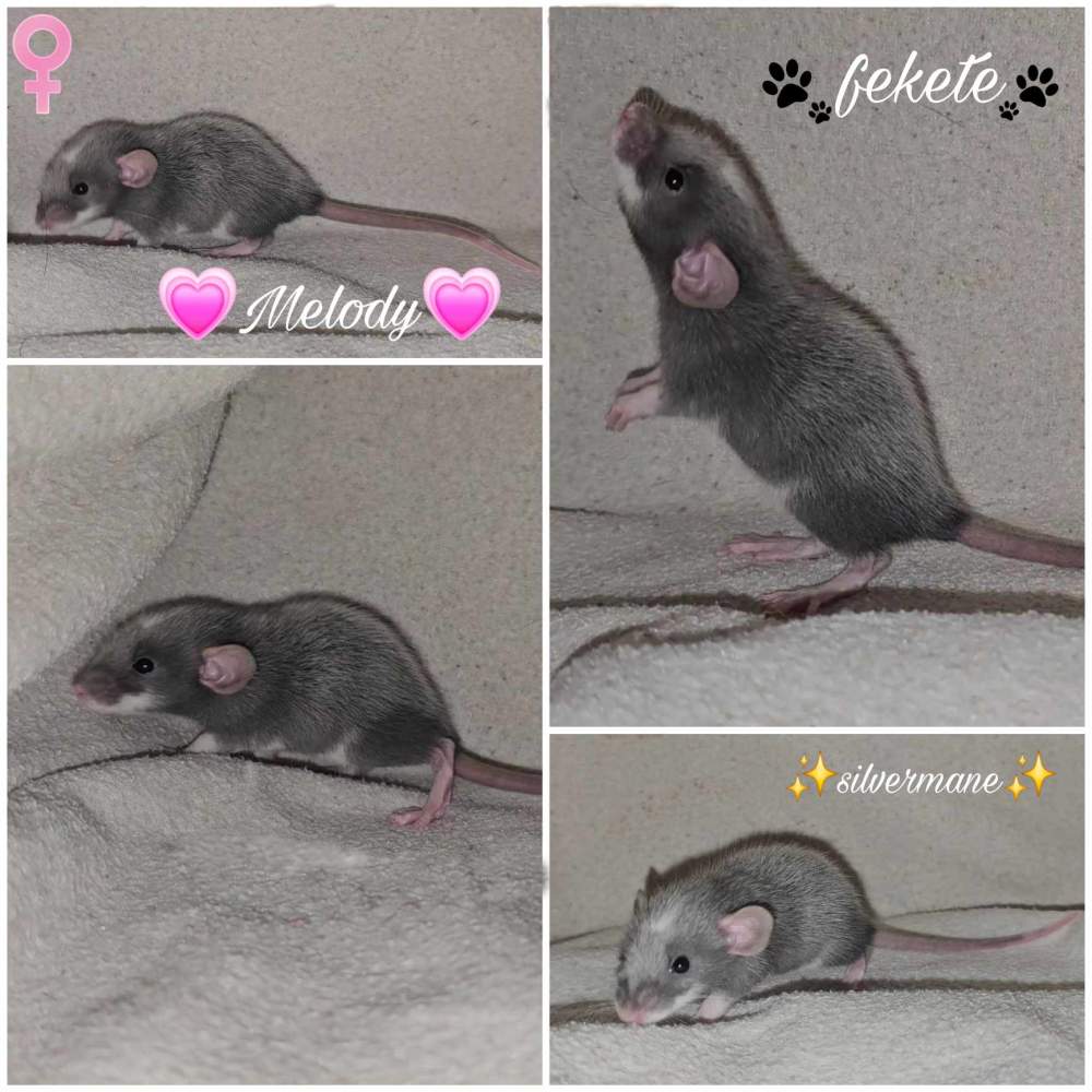 Fancy rat Pet only Rattus norvegicus 