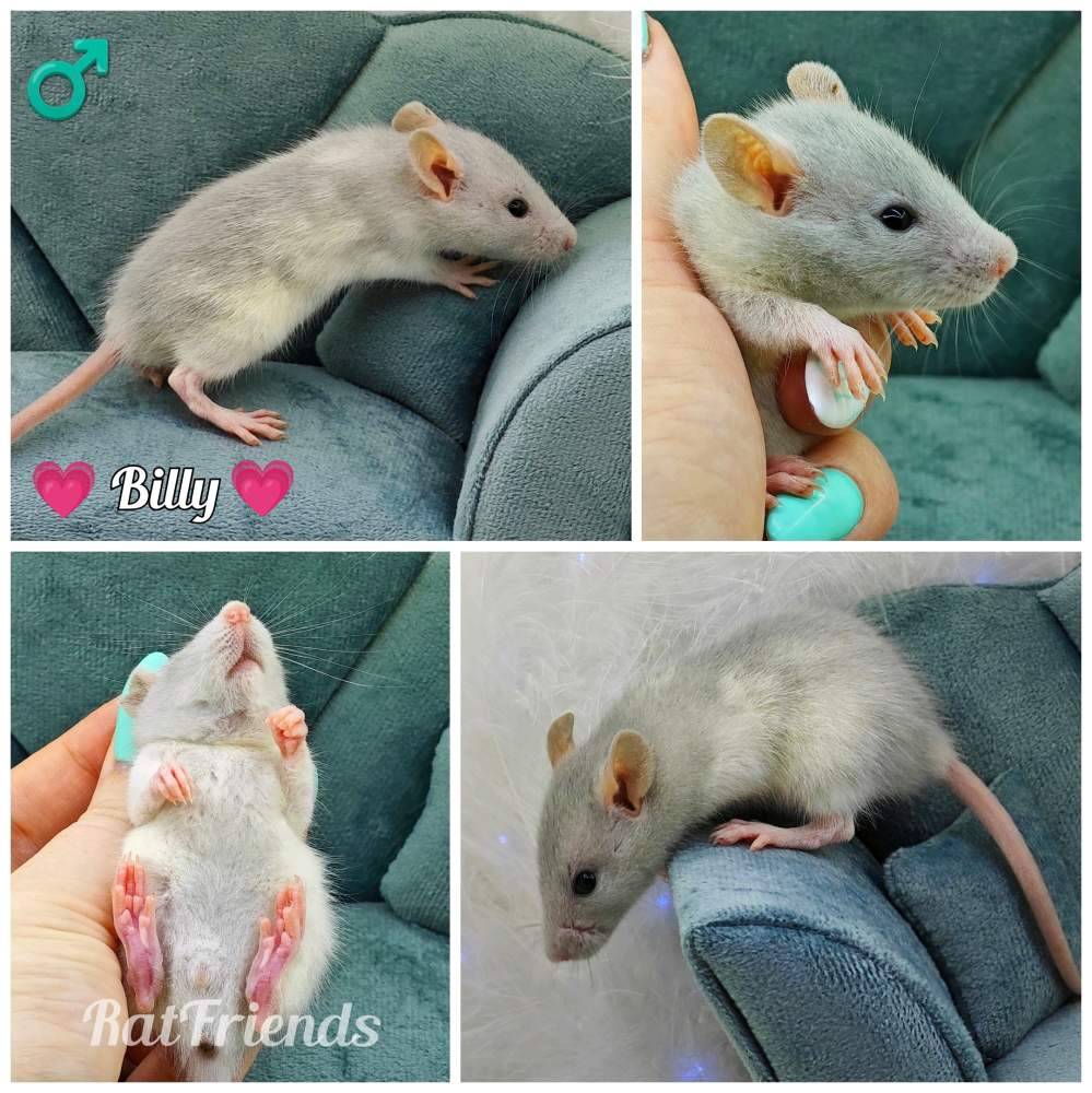 Fancy rat Owned by other Rattus norvegicus 