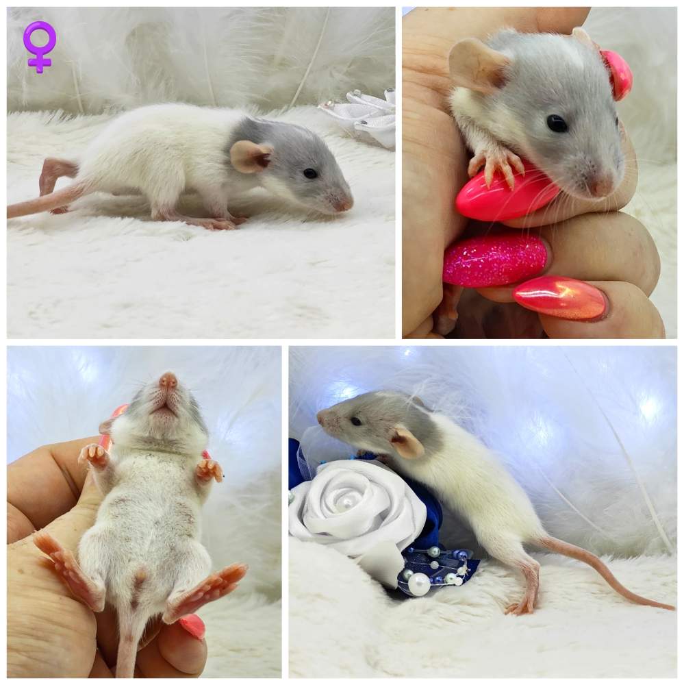 Fancy rat Breeder Rattus norvegicus 