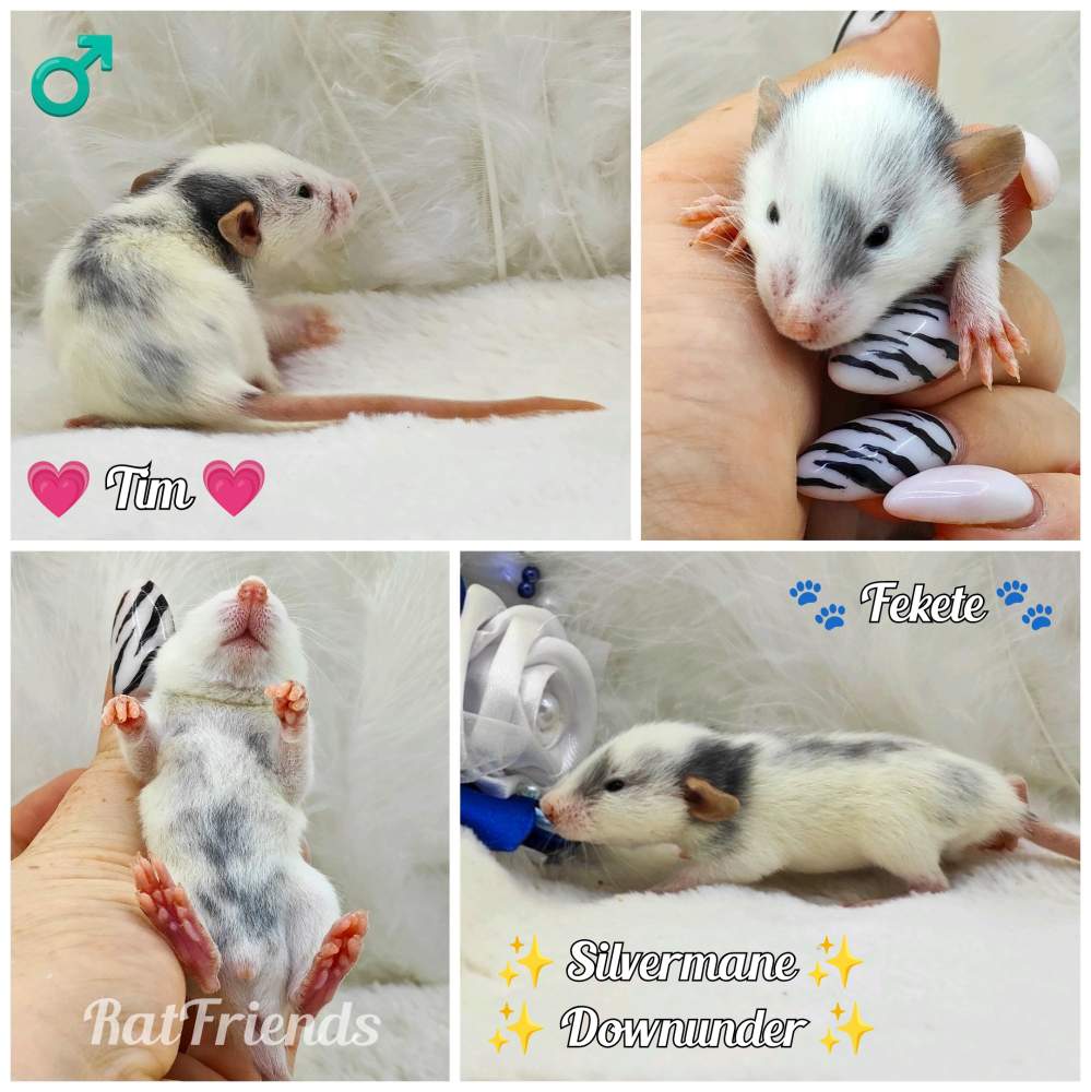 Fancy rat Breeder Rattus norvegicus 