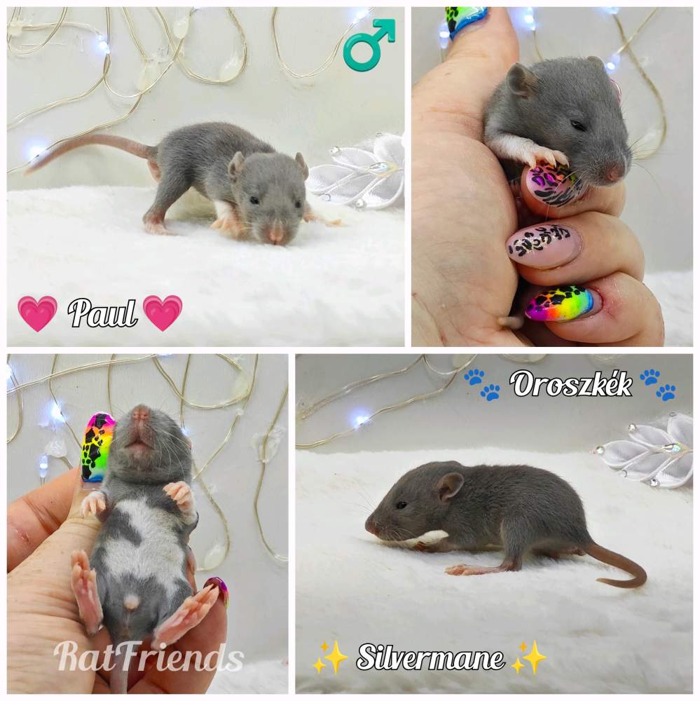 Fancy rat Owned by other Rattus norvegicus 