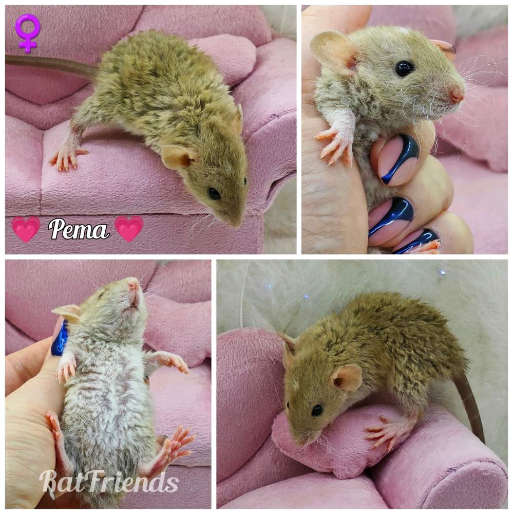 Fancy rat Breeder Rattus norvegicus 