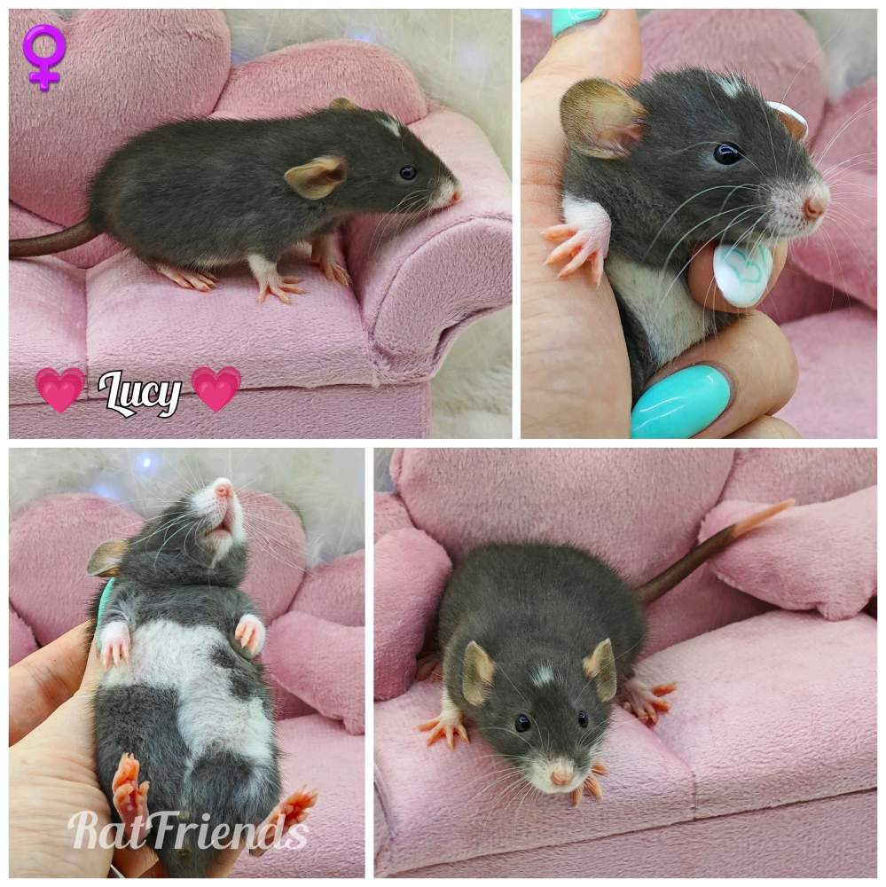 Fancy rat Owned by other Rattus norvegicus 