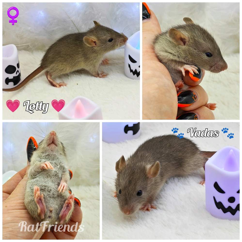 Fancy rat Owned by other Rattus norvegicus 