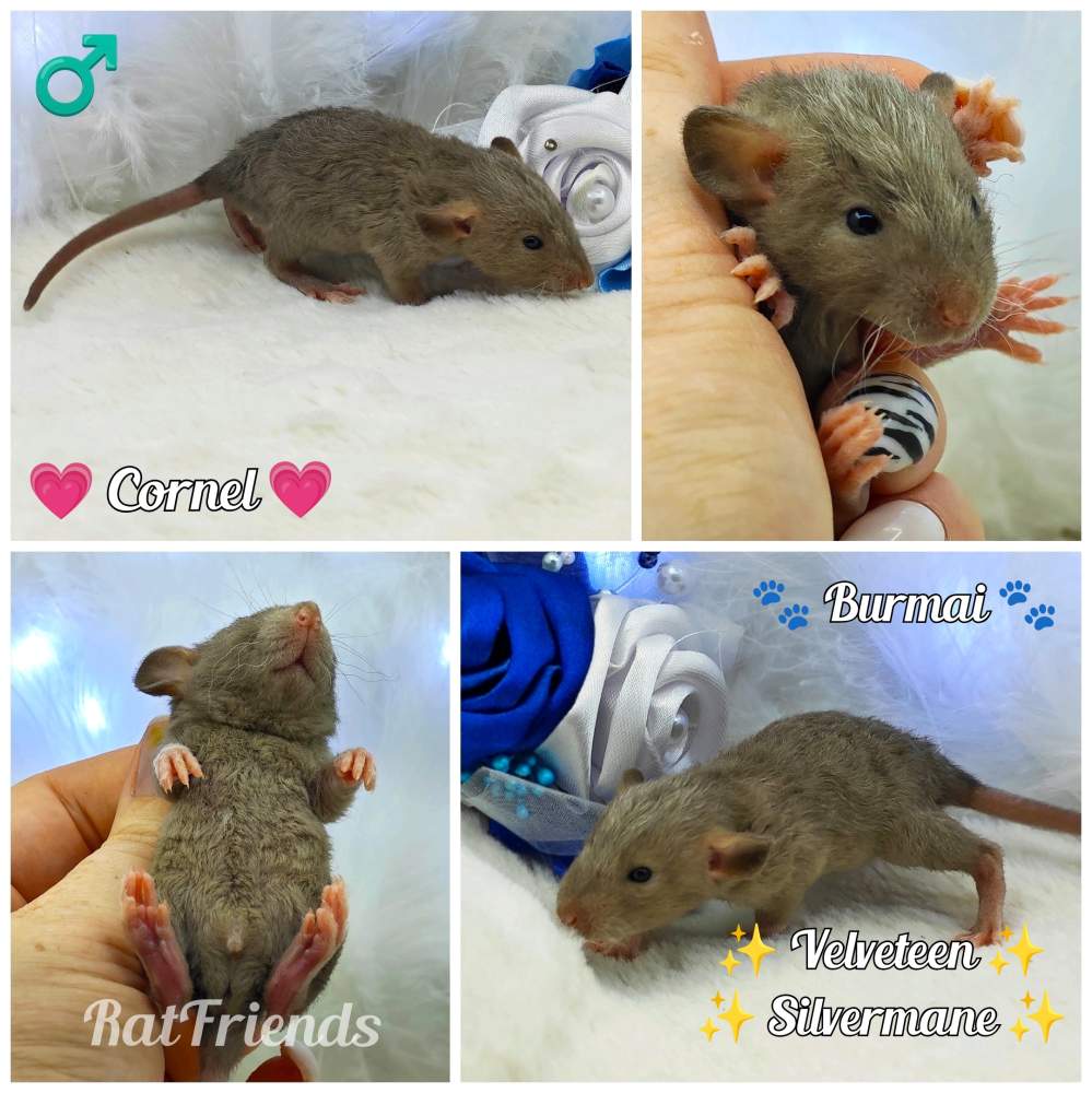 Fancy rat Owned by other Rattus norvegicus 