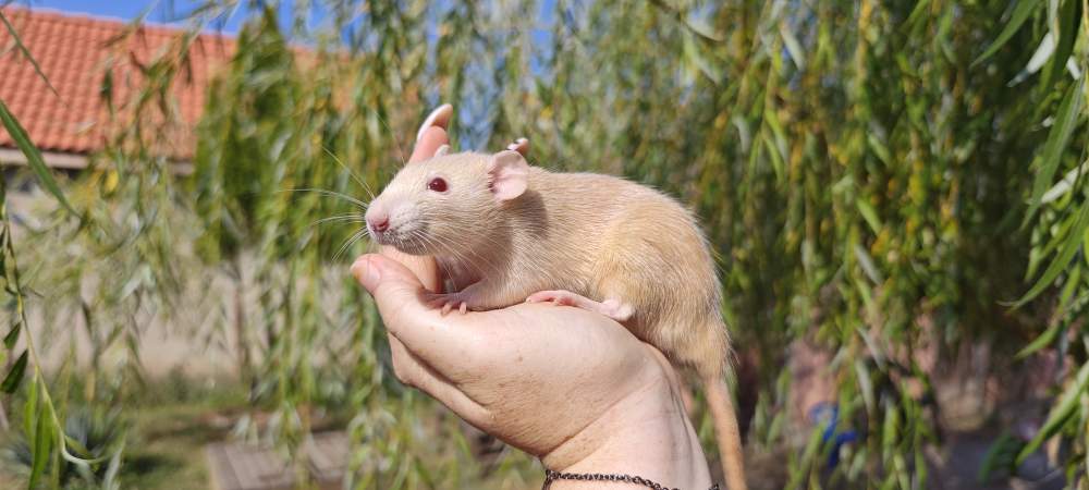 Fancy rat Breeder Rattus norvegicus 