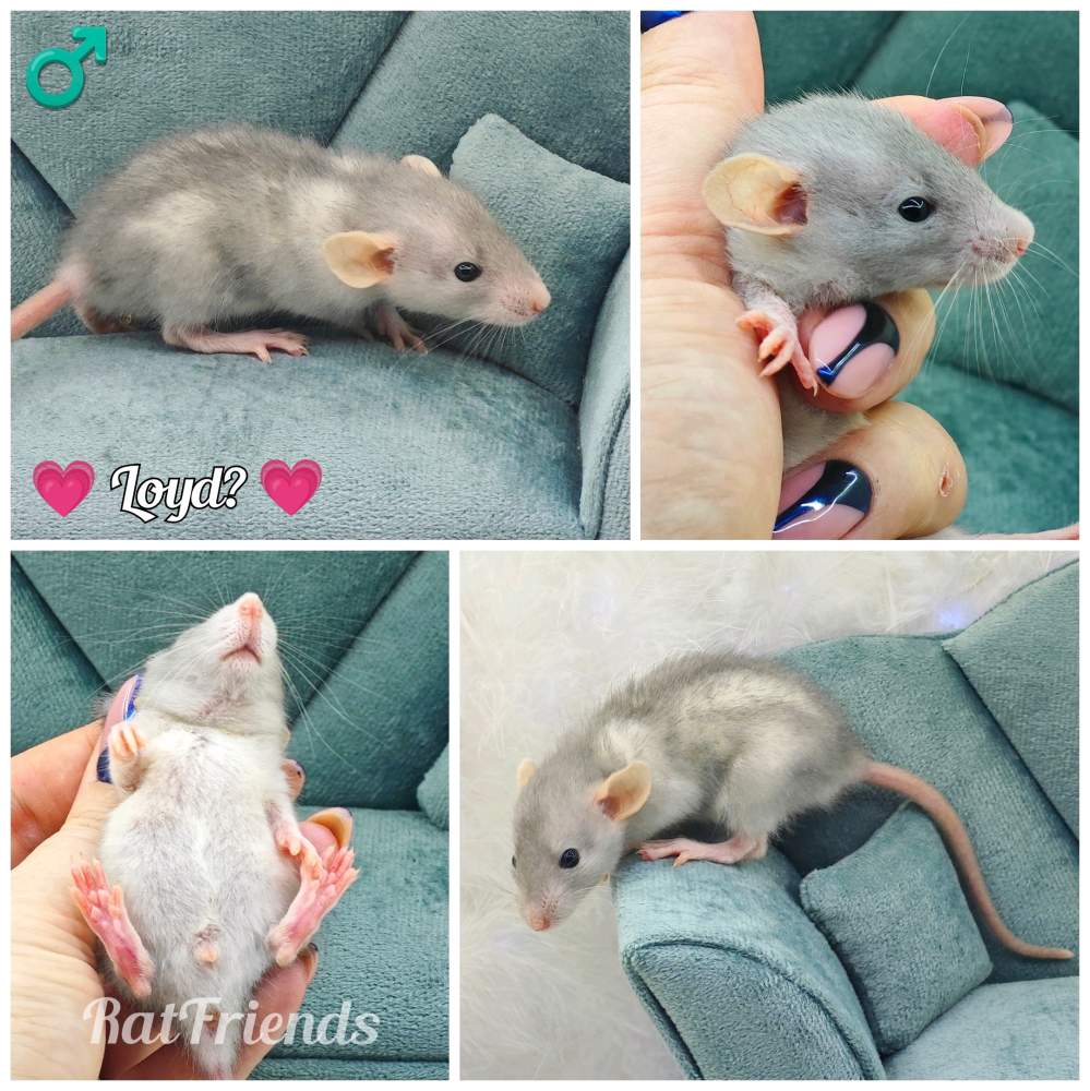 Fancy rat Owned by other Rattus norvegicus 