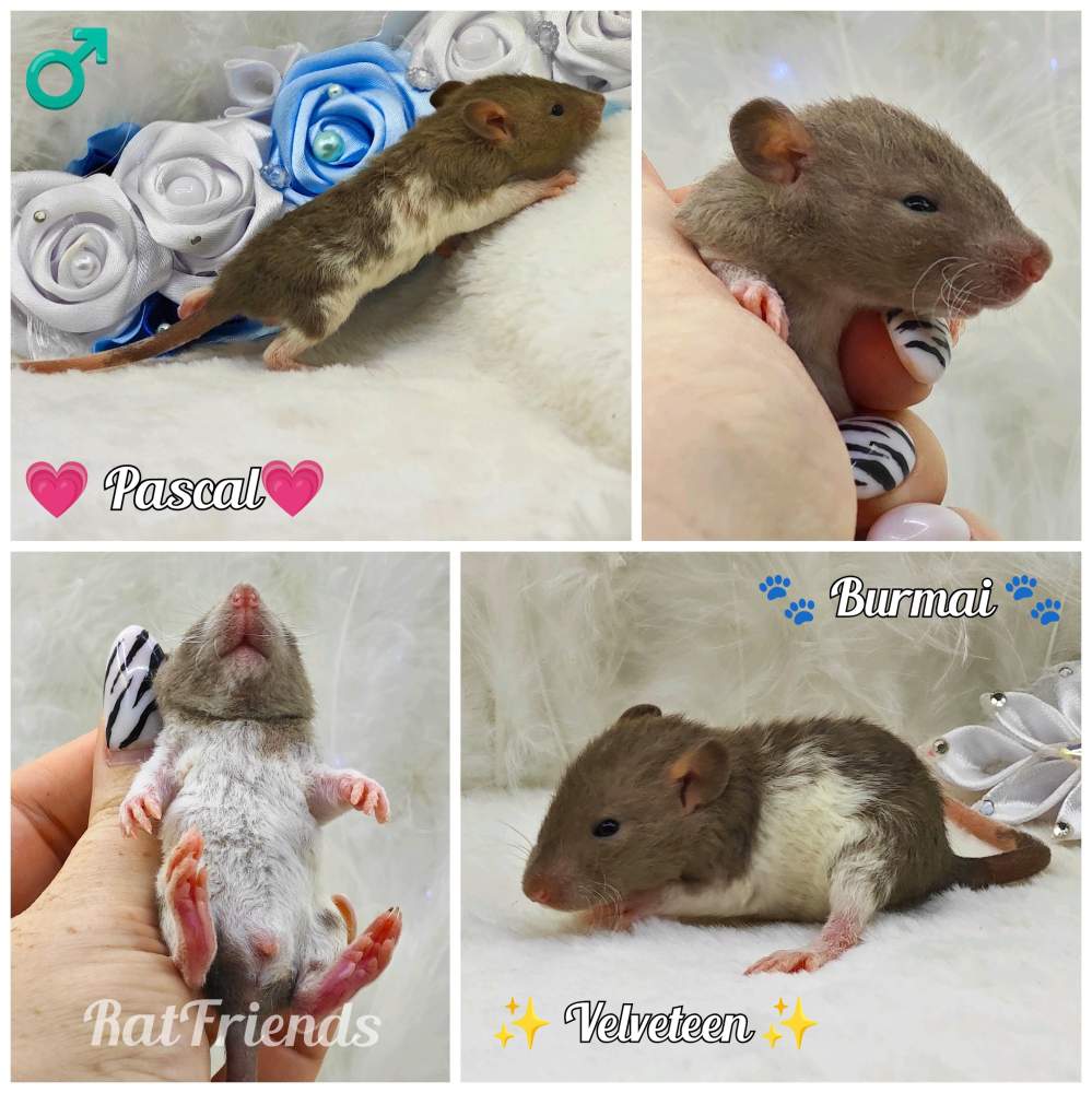 Fancy rat Owned by other Rattus norvegicus 