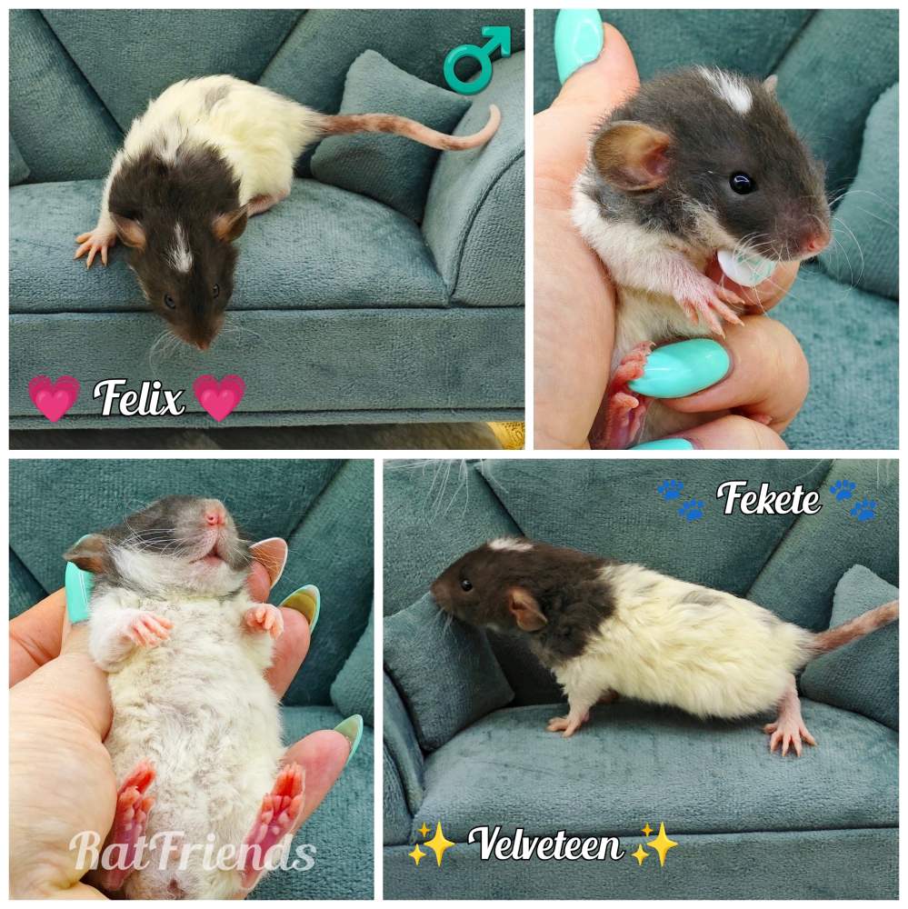 Fancy rat Available for rehoming Rattus norvegicus 