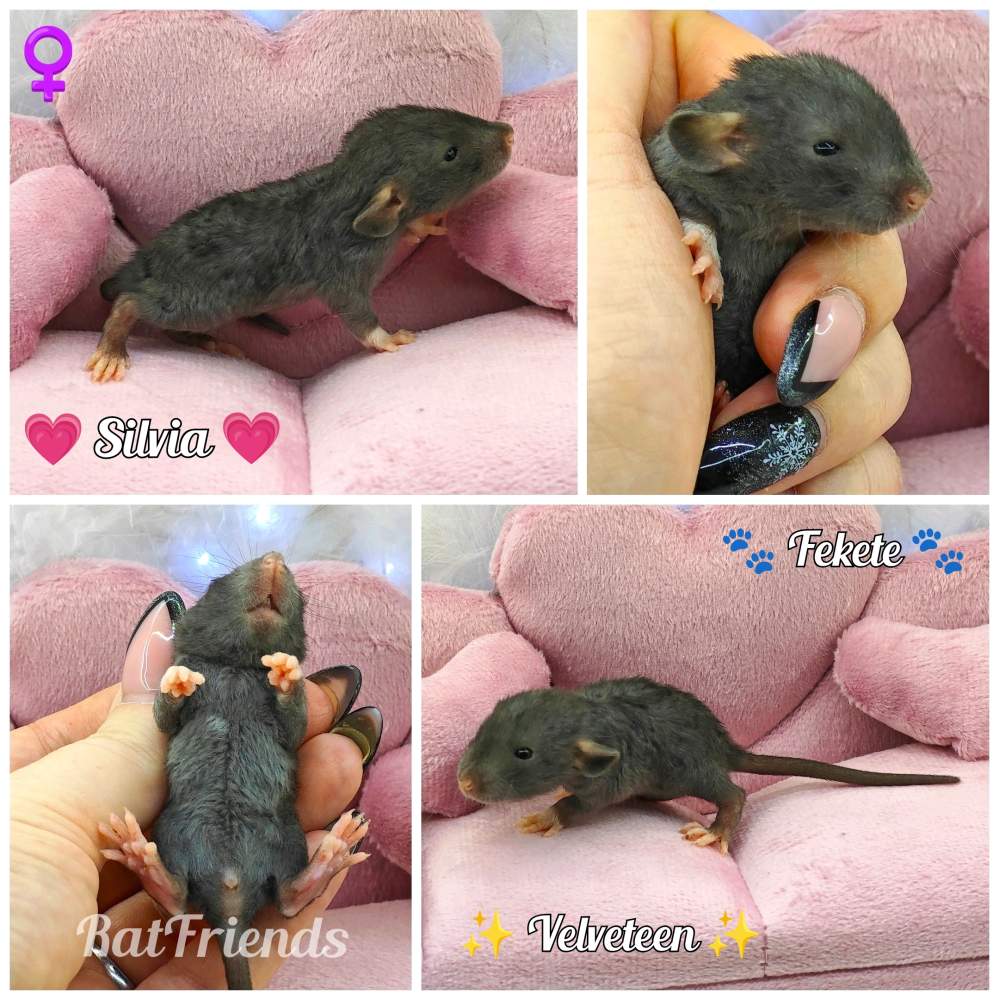 Fancy rat Owned by other Rattus norvegicus 