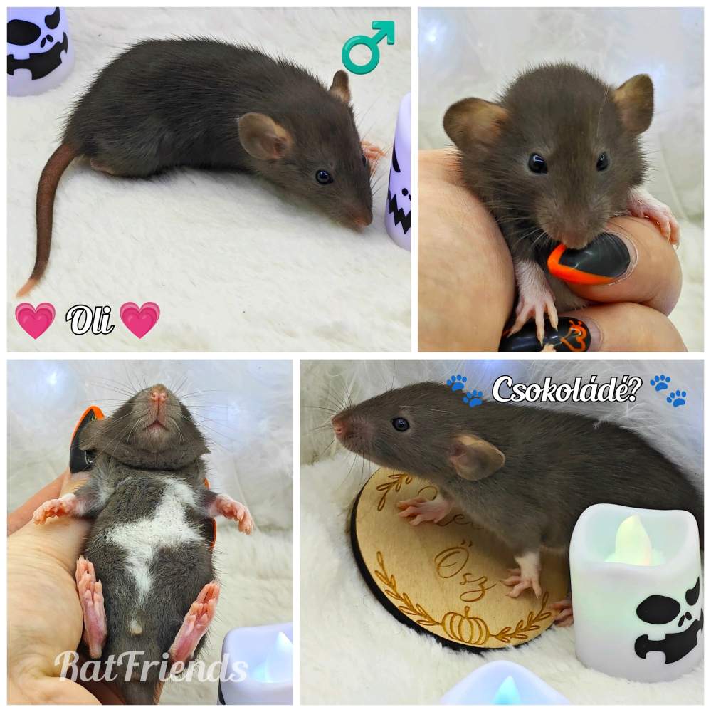 Fancy rat Owned by other Rattus norvegicus 