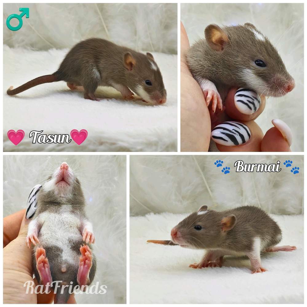 Fancy rat Owned by other Rattus norvegicus 