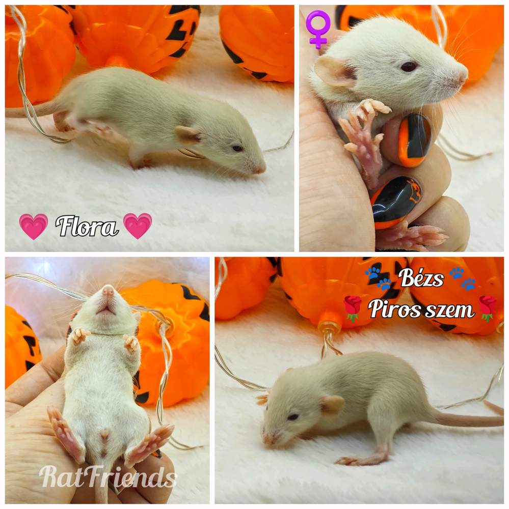 Fancy rat Breeder Rattus norvegicus 