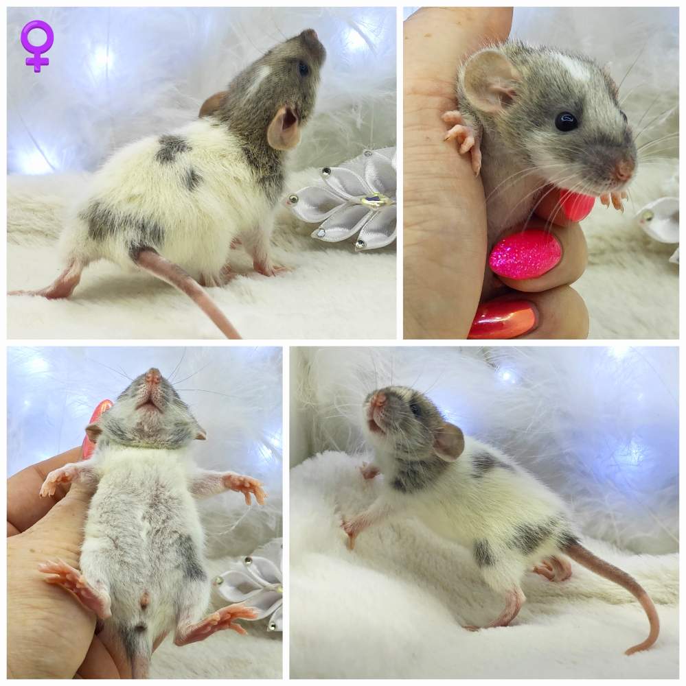 Fancy rat Breeder Rattus norvegicus 