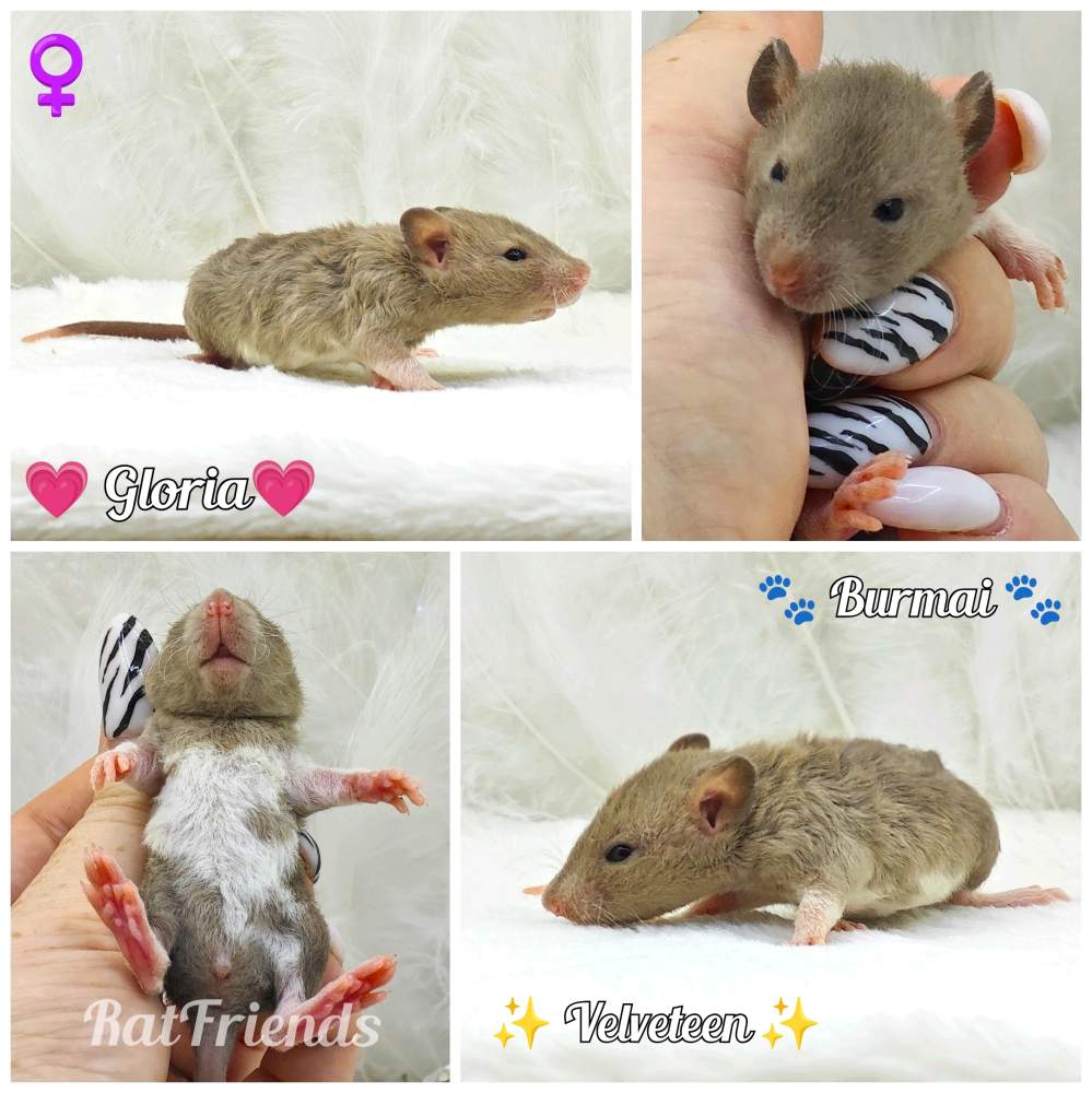 Fancy rat Owned by other Rattus norvegicus 