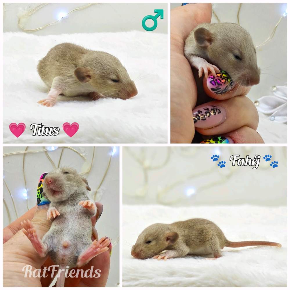 Fancy rat Breeder Rattus norvegicus 