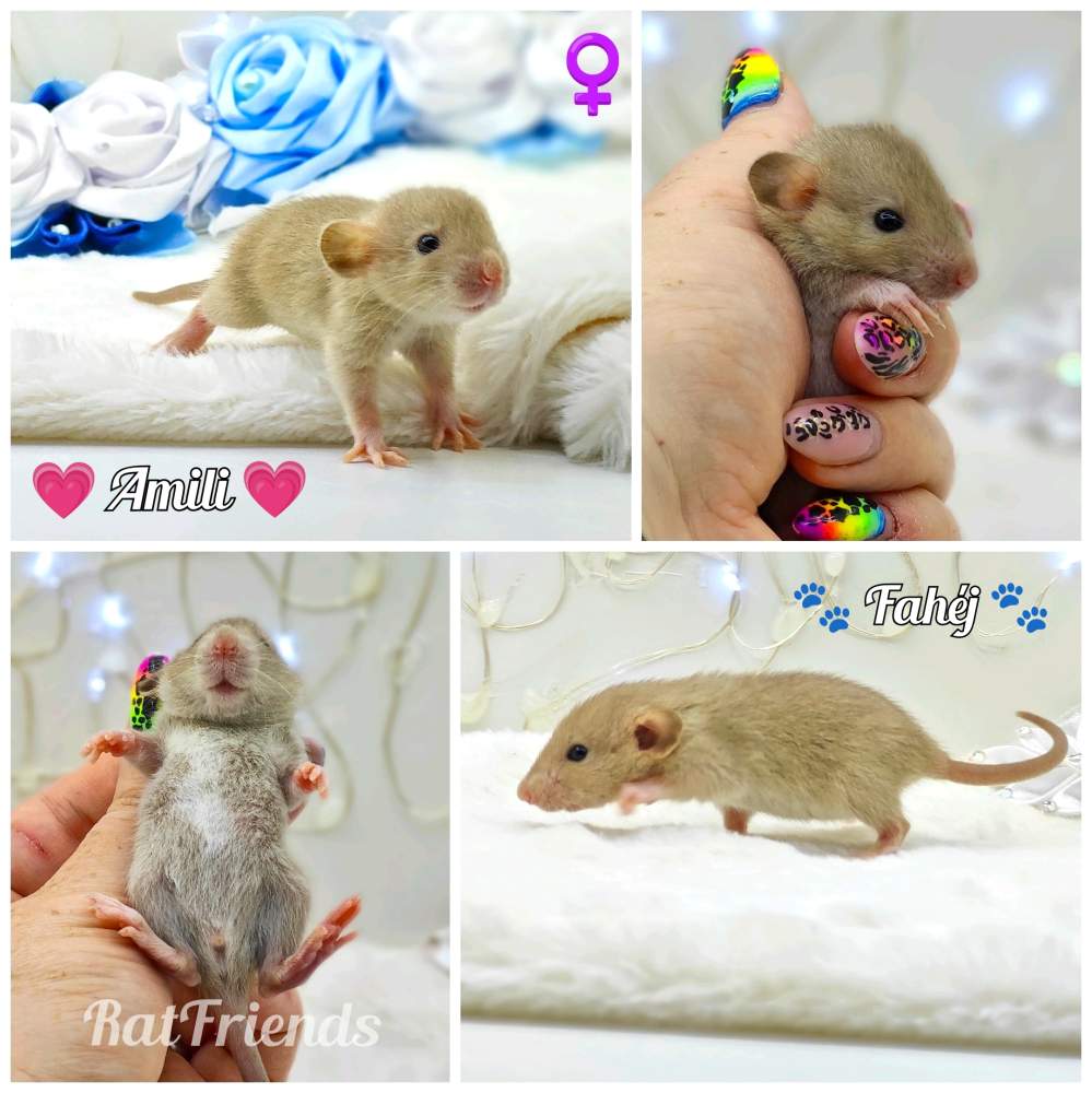 Fancy rat Breeder Rattus norvegicus 