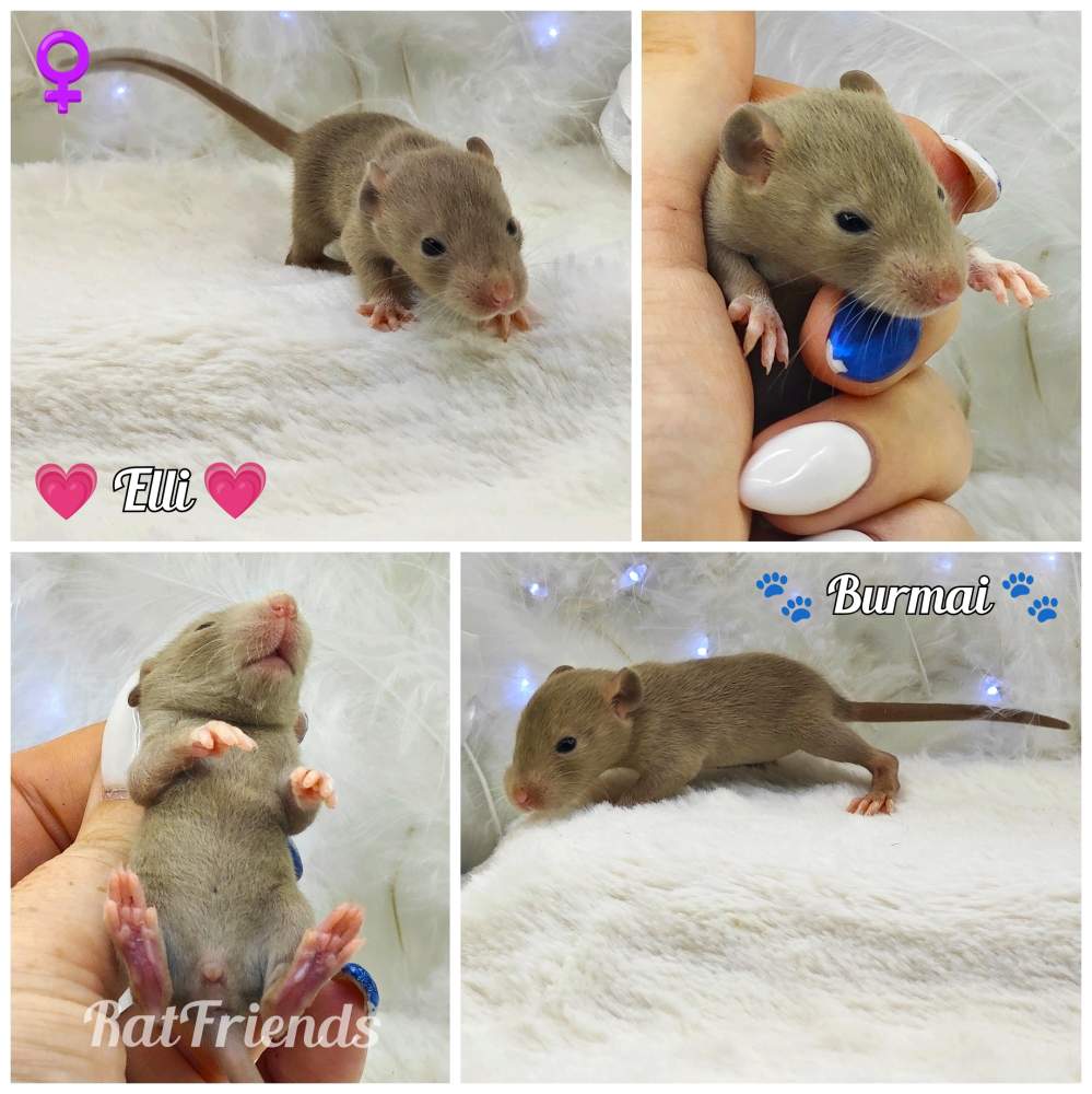 Fancy rat Breeder Rattus norvegicus 