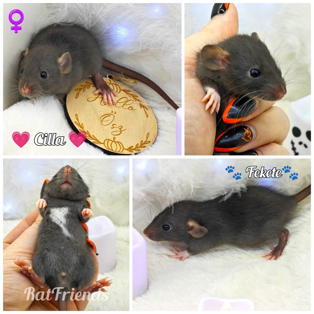 Fancy rat Owned by other Rattus norvegicus 