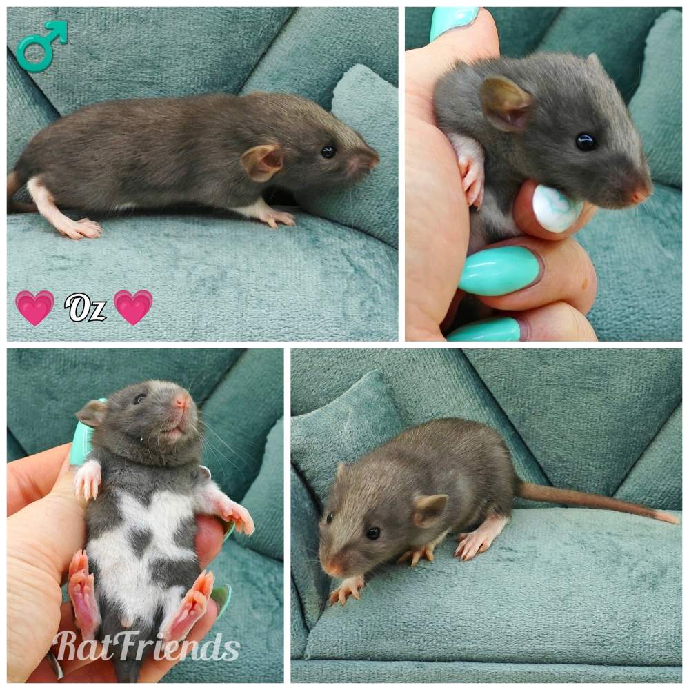 Fancy rat Owned by other Rattus norvegicus 