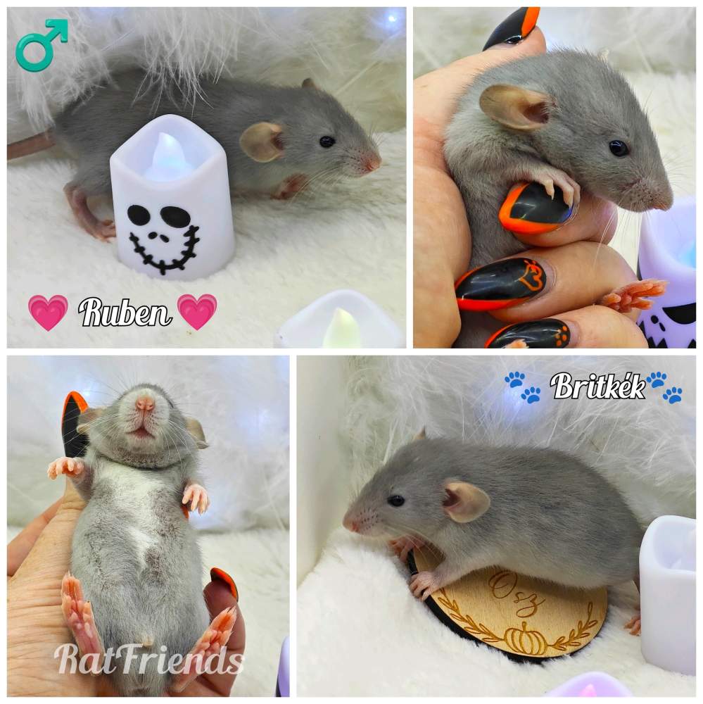 Fancy rat Owned by other Rattus norvegicus 