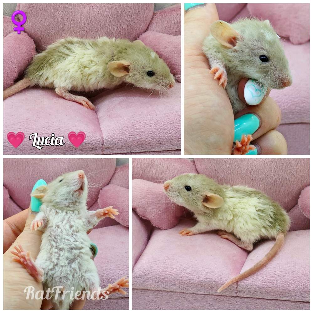 Fancy rat Breeder Rattus norvegicus 