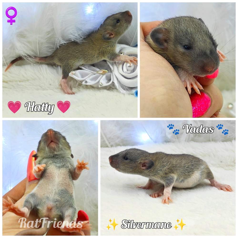 Fancy rat Breeder Rattus norvegicus 