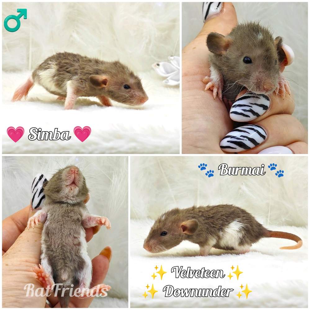 Fancy rat Breeder Rattus norvegicus 