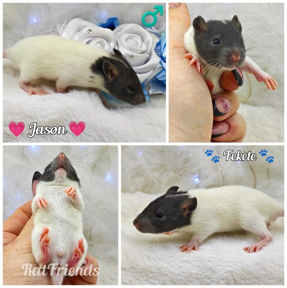 Fancy rat Breeder Rattus norvegicus 