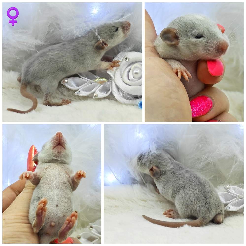 Fancy rat Breeder Rattus norvegicus 