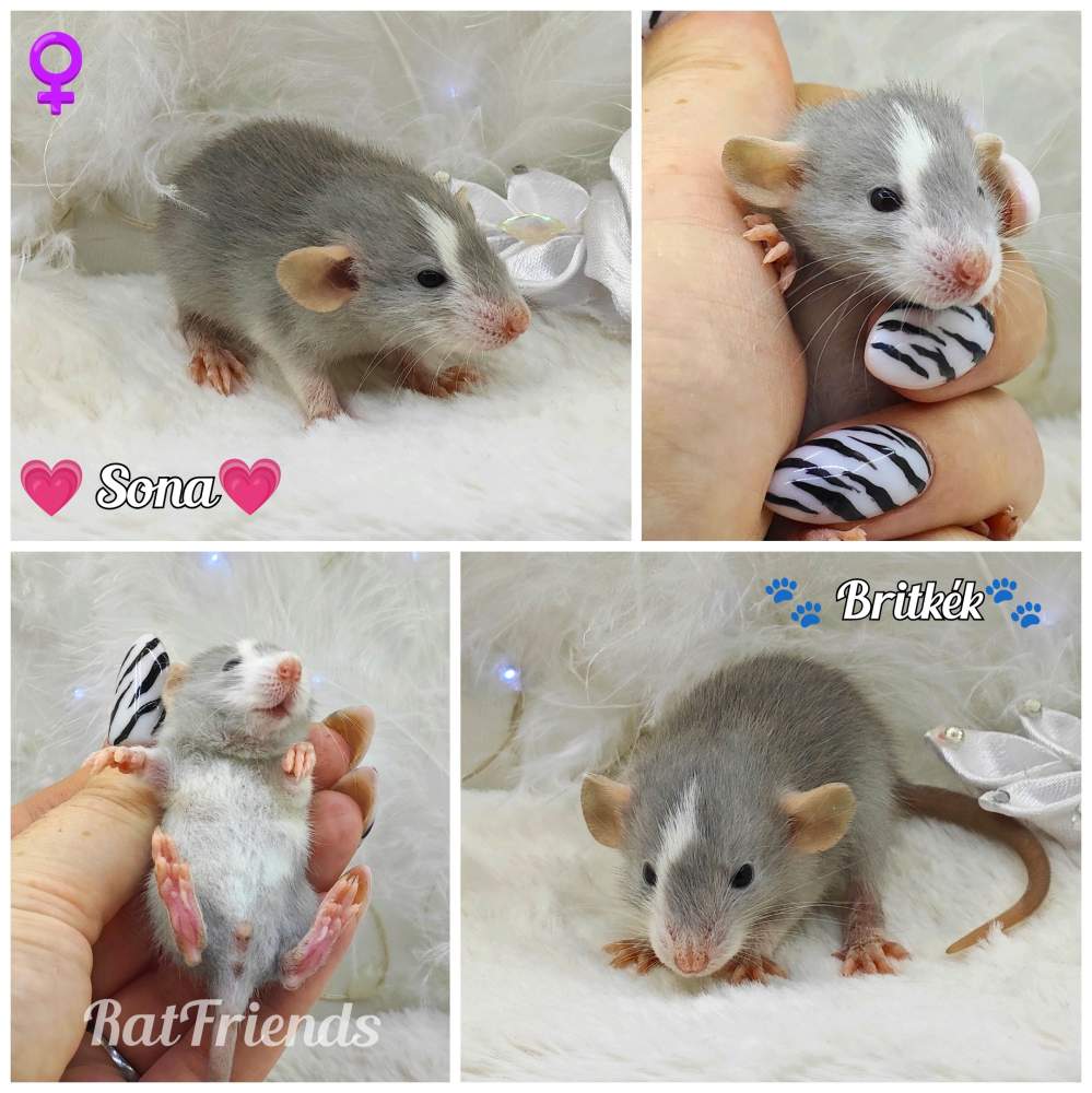 Fancy rat Owned by other Rattus norvegicus 