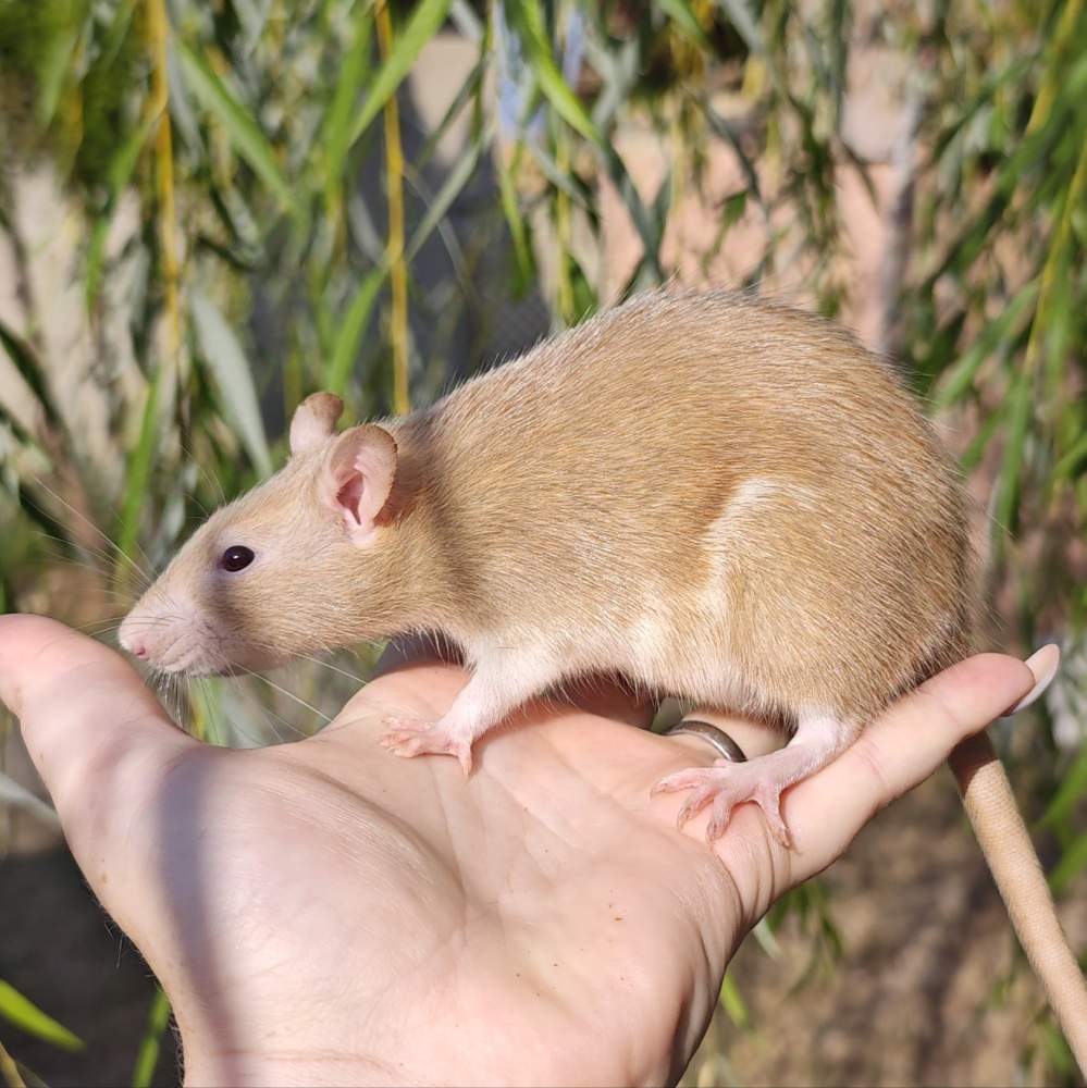 Fancy rat Breeder Rattus norvegicus 