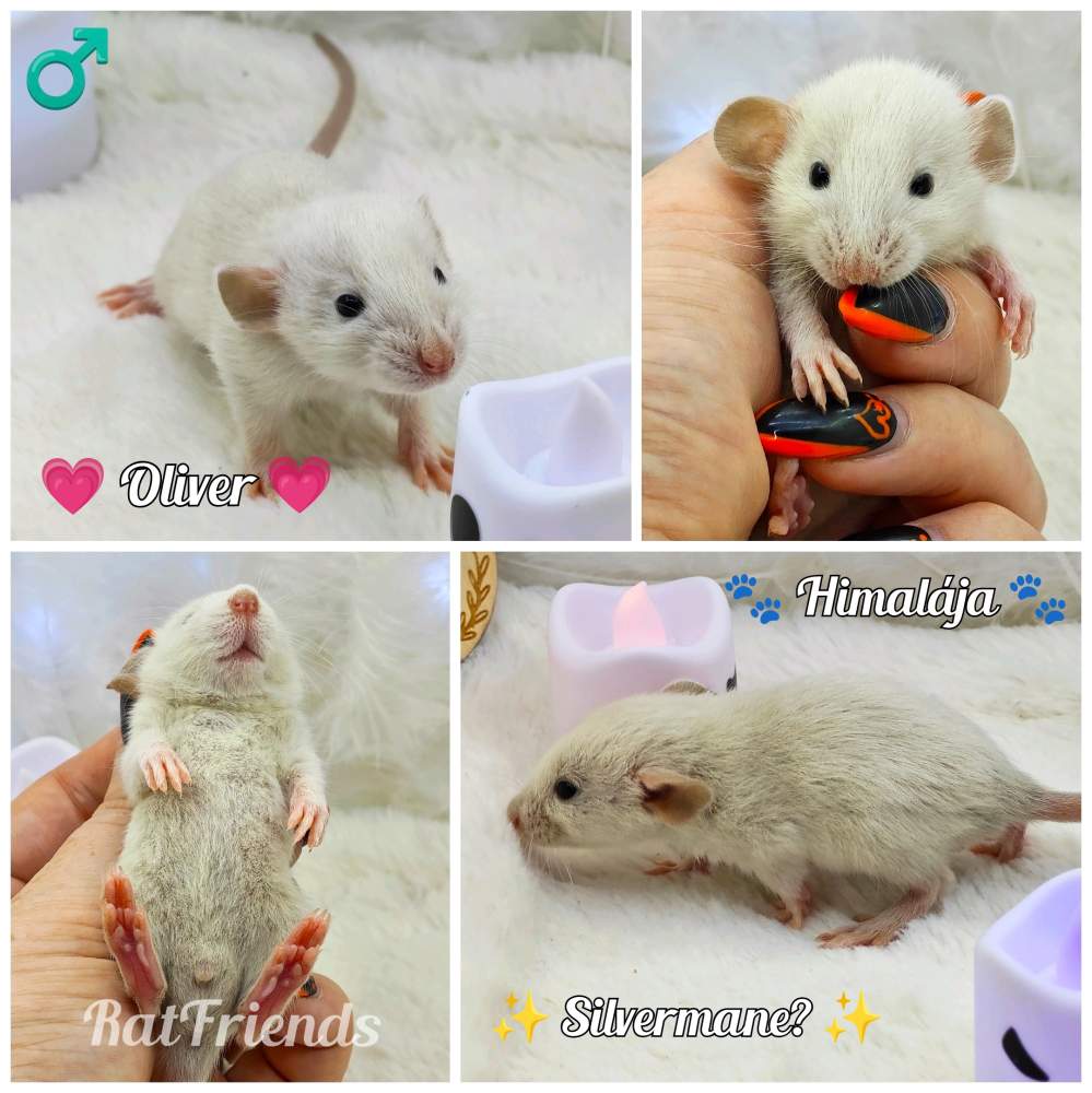 Fancy rat Owned by other Rattus norvegicus 