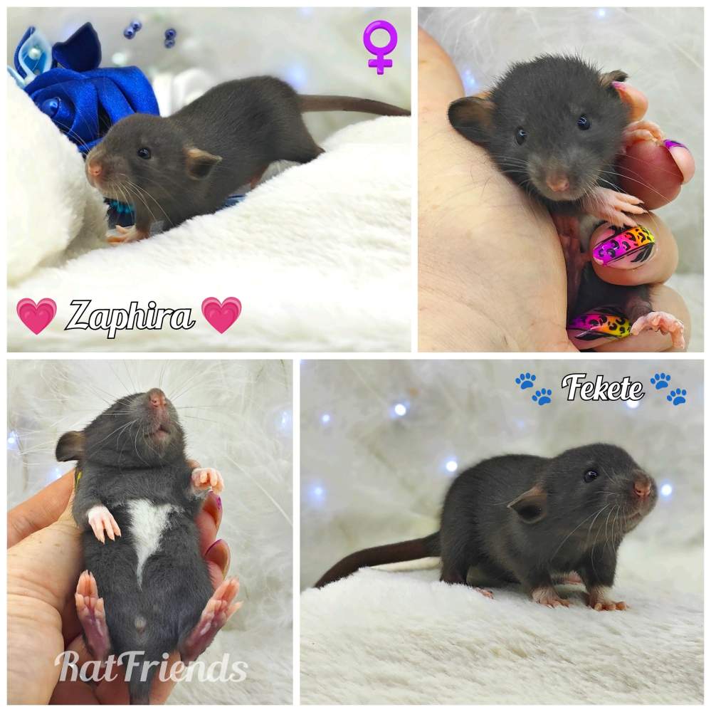 Fancy rat Owned by other Rattus norvegicus 