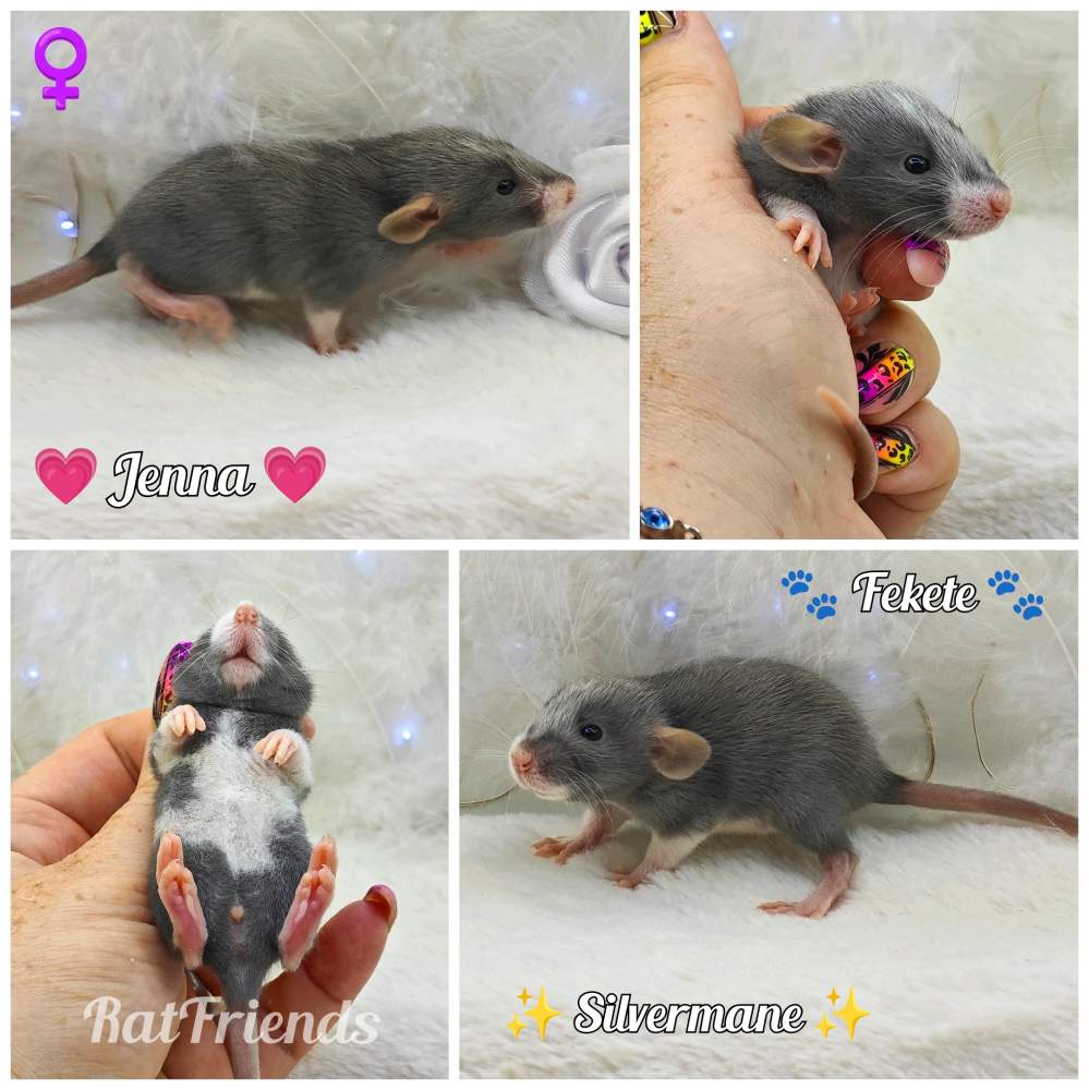 Fancy rat Owned by other Rattus norvegicus 