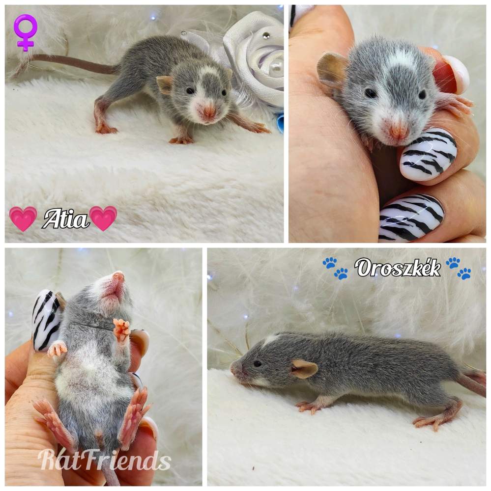 Fancy rat Owned by other Rattus norvegicus 