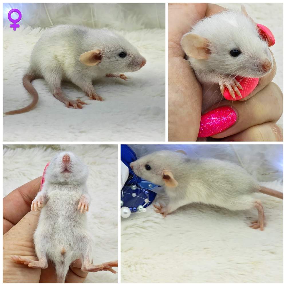 Fancy rat Breeder Rattus norvegicus 