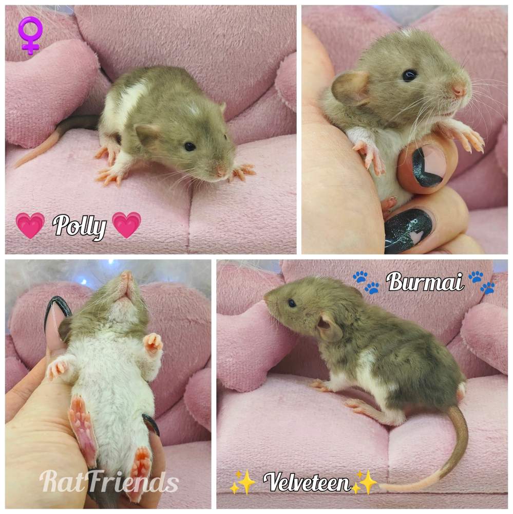 Fancy rat Owned by other Rattus norvegicus 